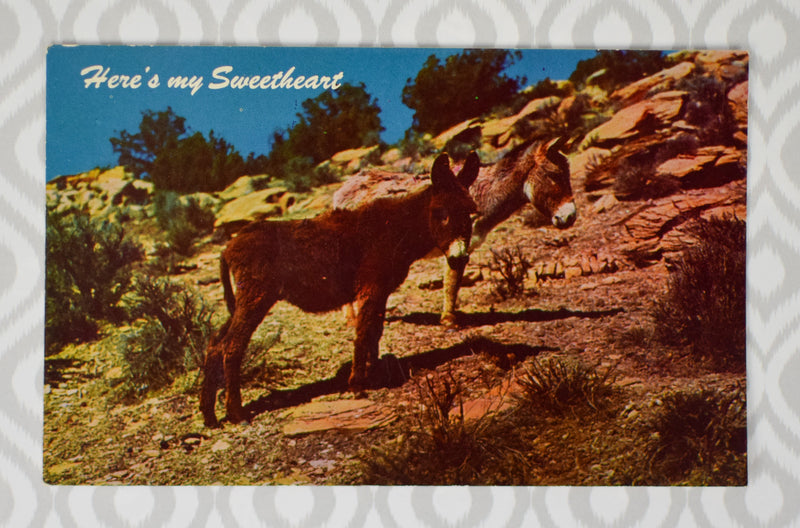 Vintage Here's my Sweetheart - Two Mules in the Desert Blank Postcard